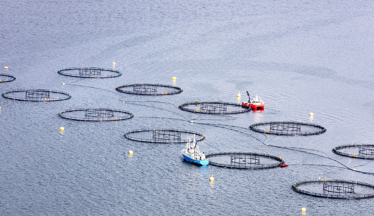 Norsk miljardsmäll när laxexporten rasar