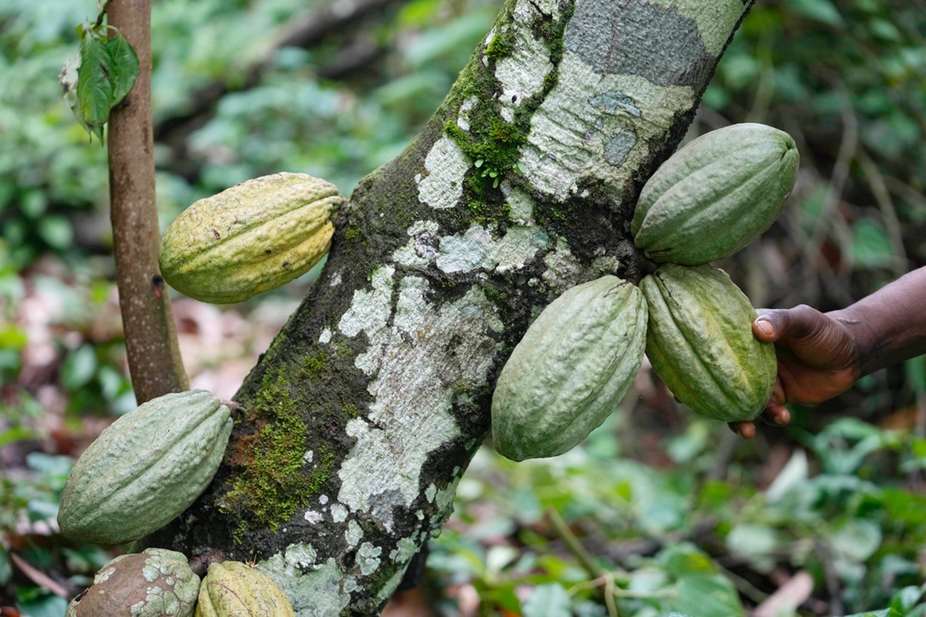 Kakaobönder
