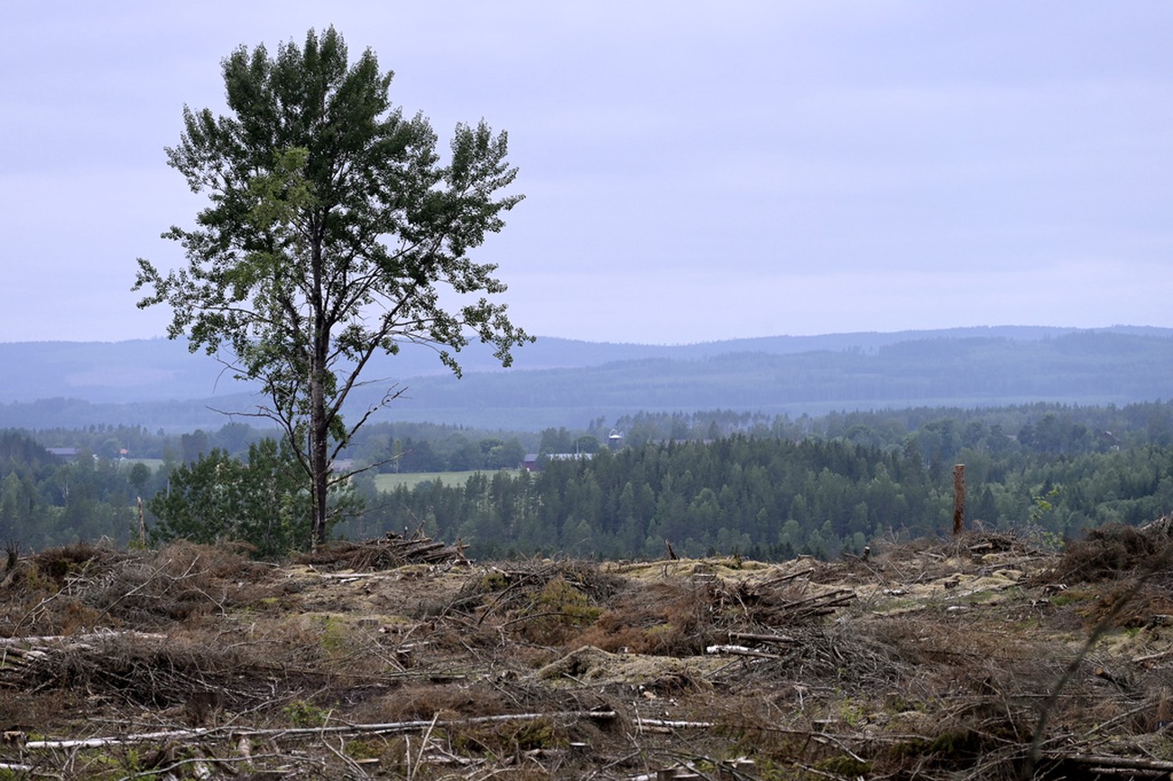 Företag