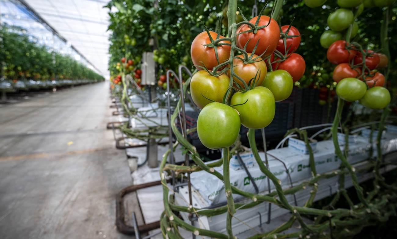 Stopp för tomatodling – över 100 tvingas sluta