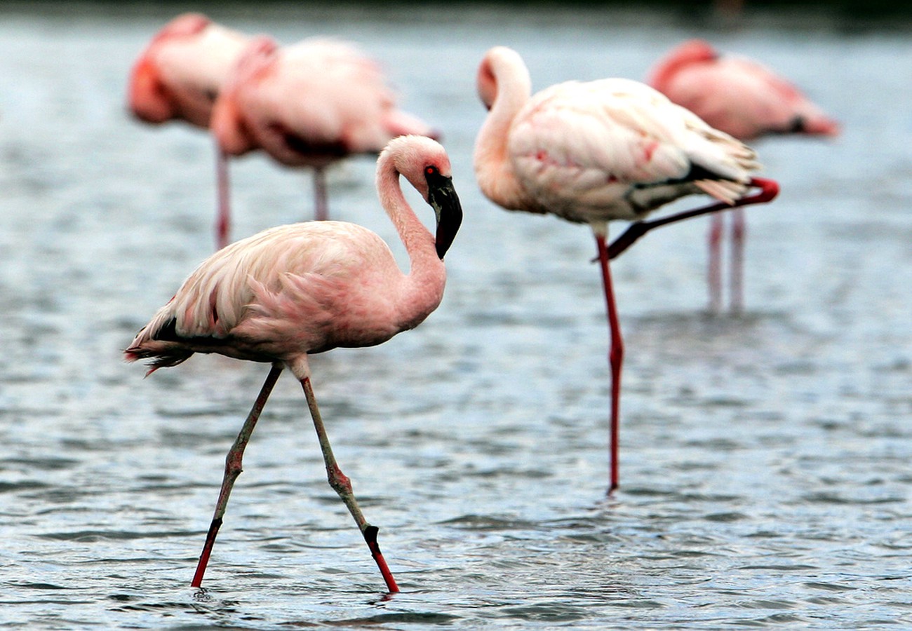 Böndernas larm: Risotton hotad – av flamingos