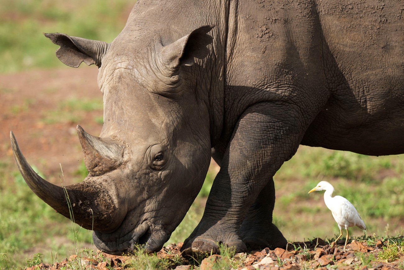 Uber lanserar safariturer i Kenya