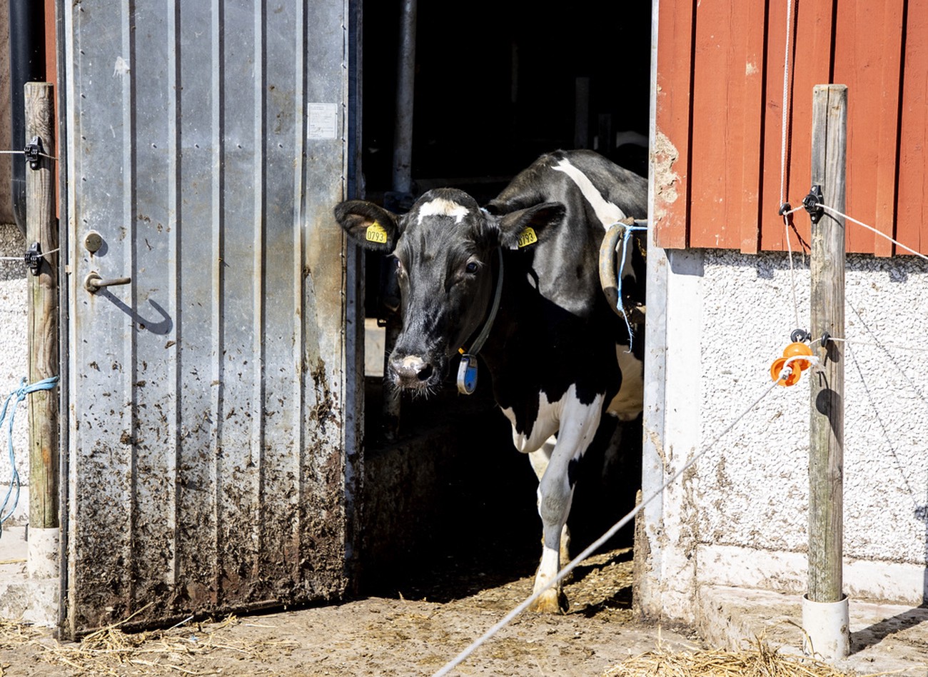 Arla sänker mjölkpriset till bönderna