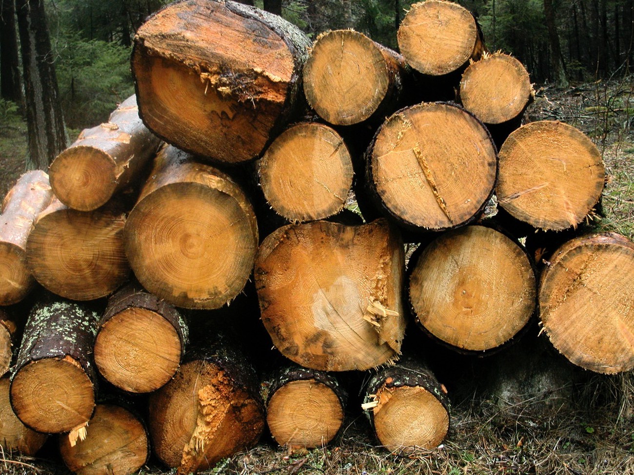 Nestlé slutar köpa träråvara från norra Sverige