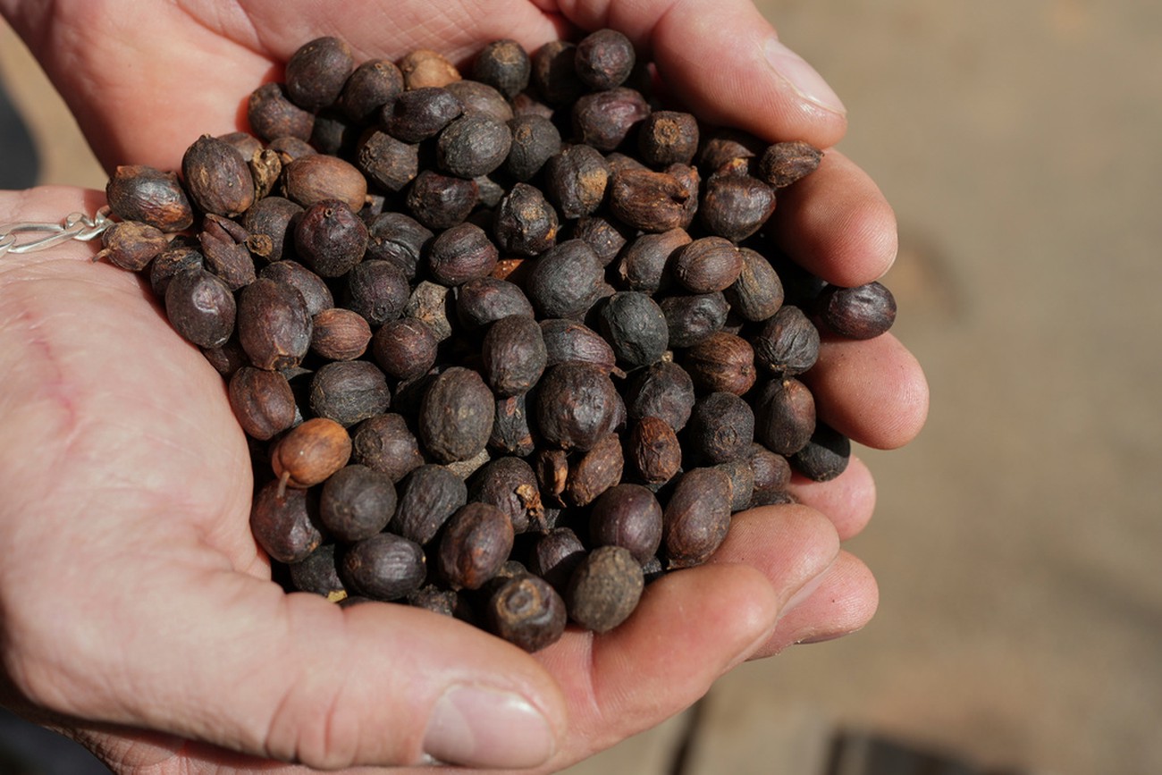 Lägre kaffepris efter Trumps besked