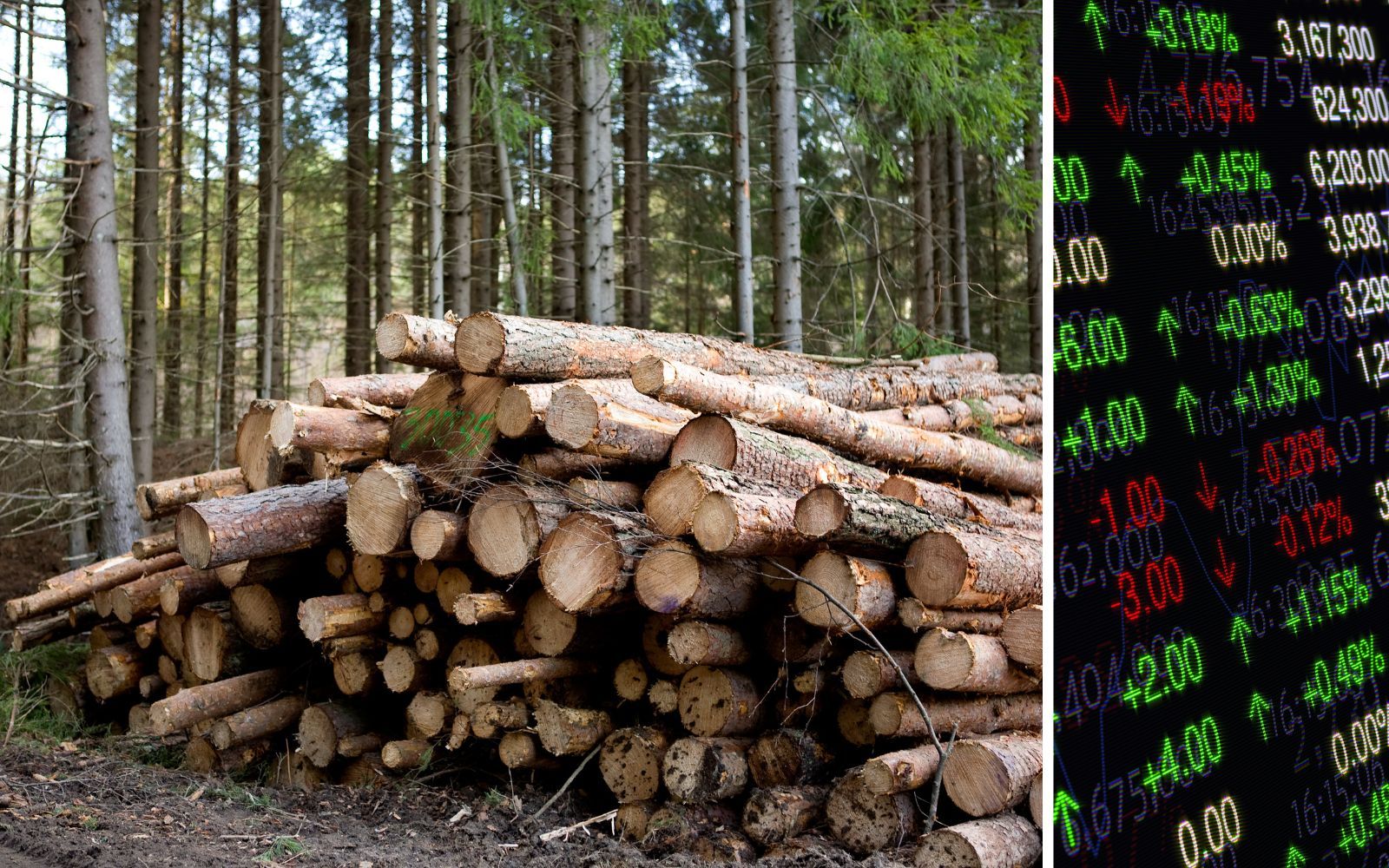 Skogsjätten förbereder stor avknoppning – gör det aktien köpvärd?