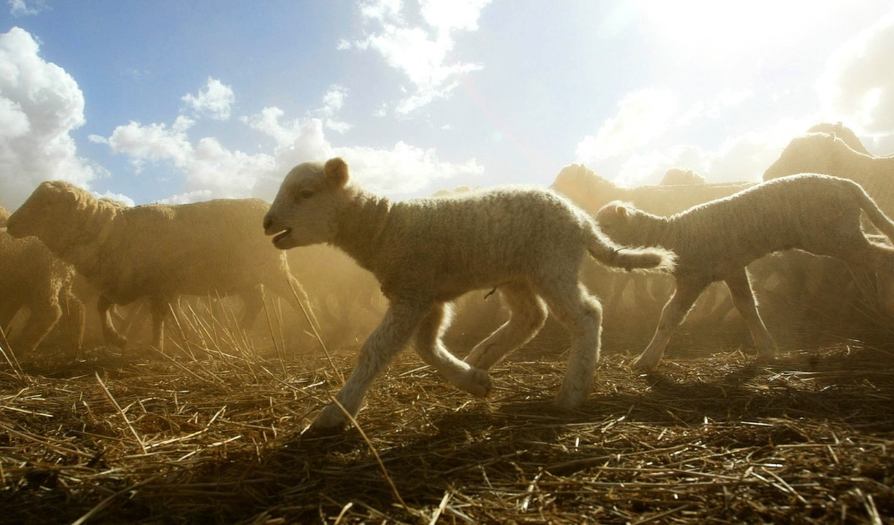 Så gick det för oväntade vinnarna på årets börs – vilka tillgångar toppade?