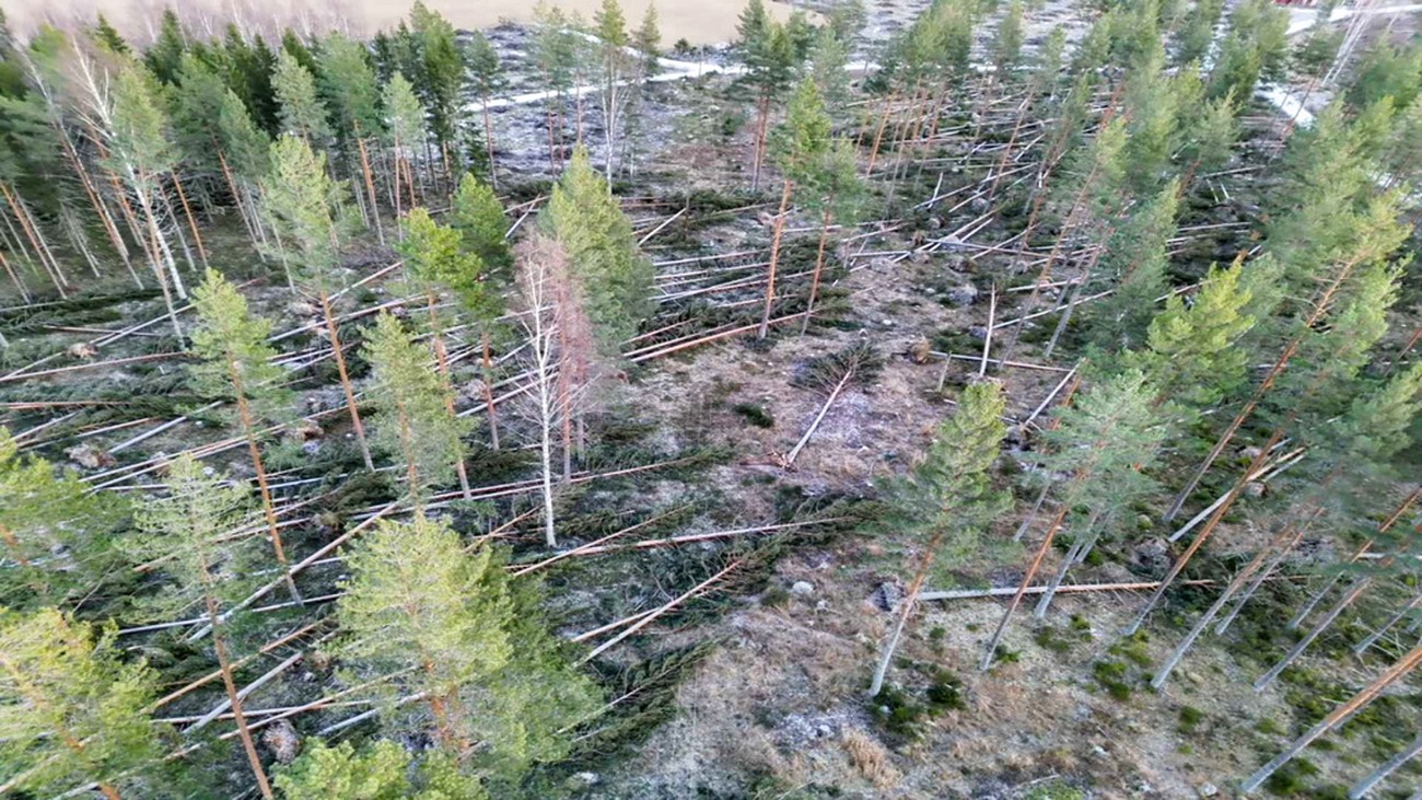 Skogsägare i chock efter Johannes – omfattande stormskador i skogarna