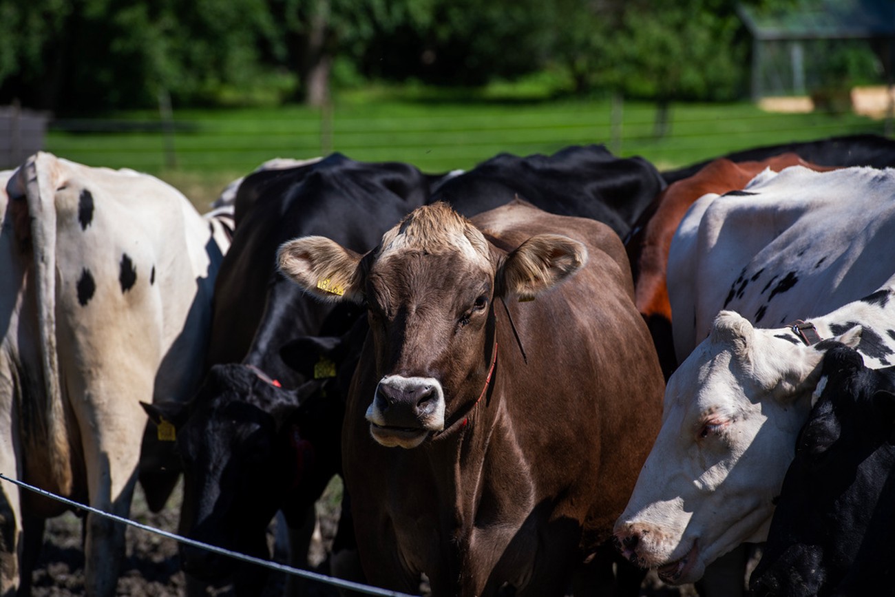 LRF varnar: Frihandelsavtal kan hota svensk matkvalitet och lantbruk
