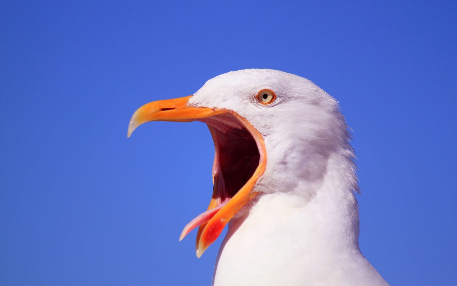 Ska skrämma fåglar – laddar kassan med 27 miljoner